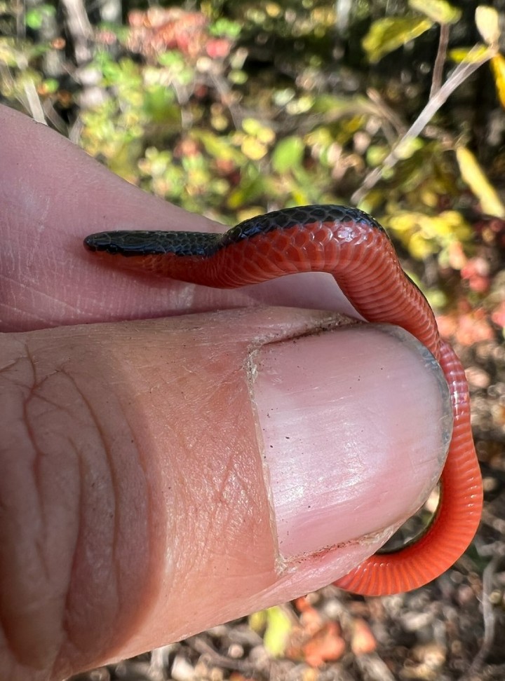 Western Worm Snake